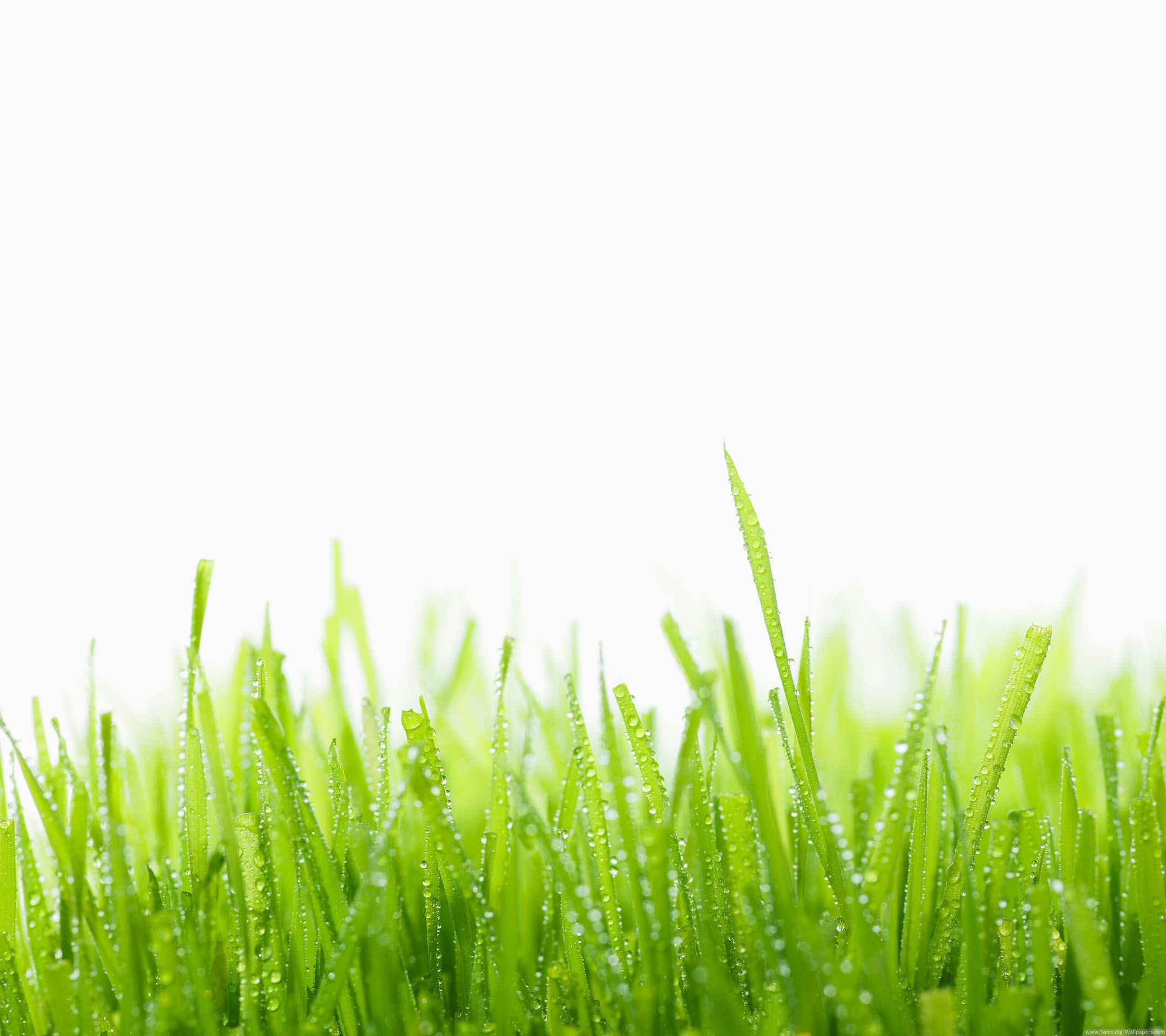 Green Grass Wallpaper - Green Grass Hd , HD Wallpaper & Backgrounds