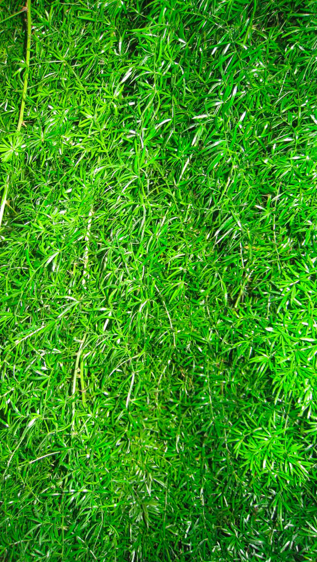 Iphone Wallpaper Tags - Grass Wallpaper Iphone , HD Wallpaper & Backgrounds