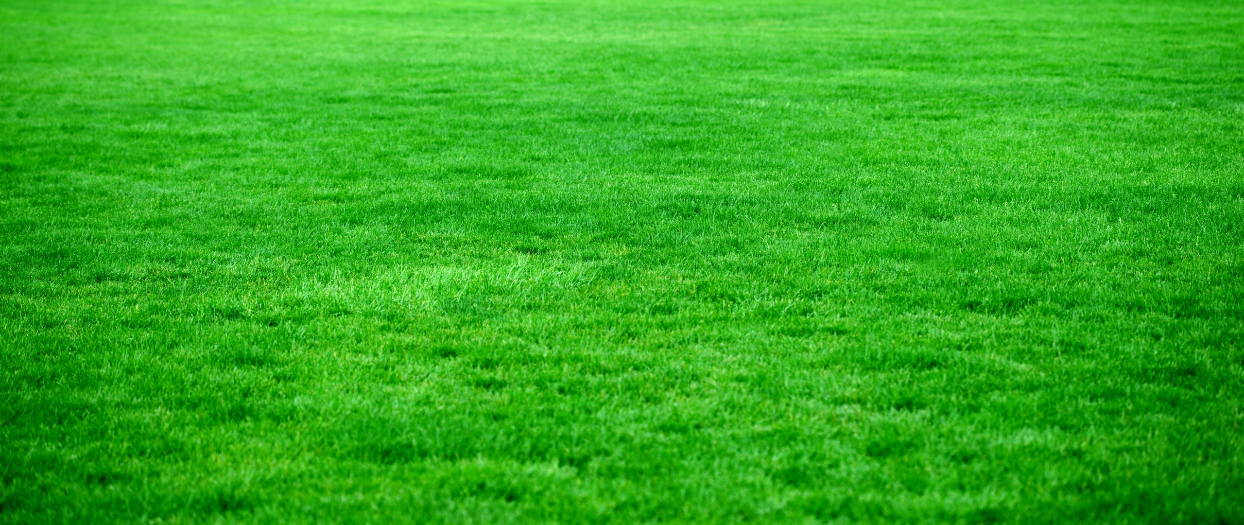 Download Wallpaper Grass, Lawn, Green, Bright Green Grass Hd On Itl.cat