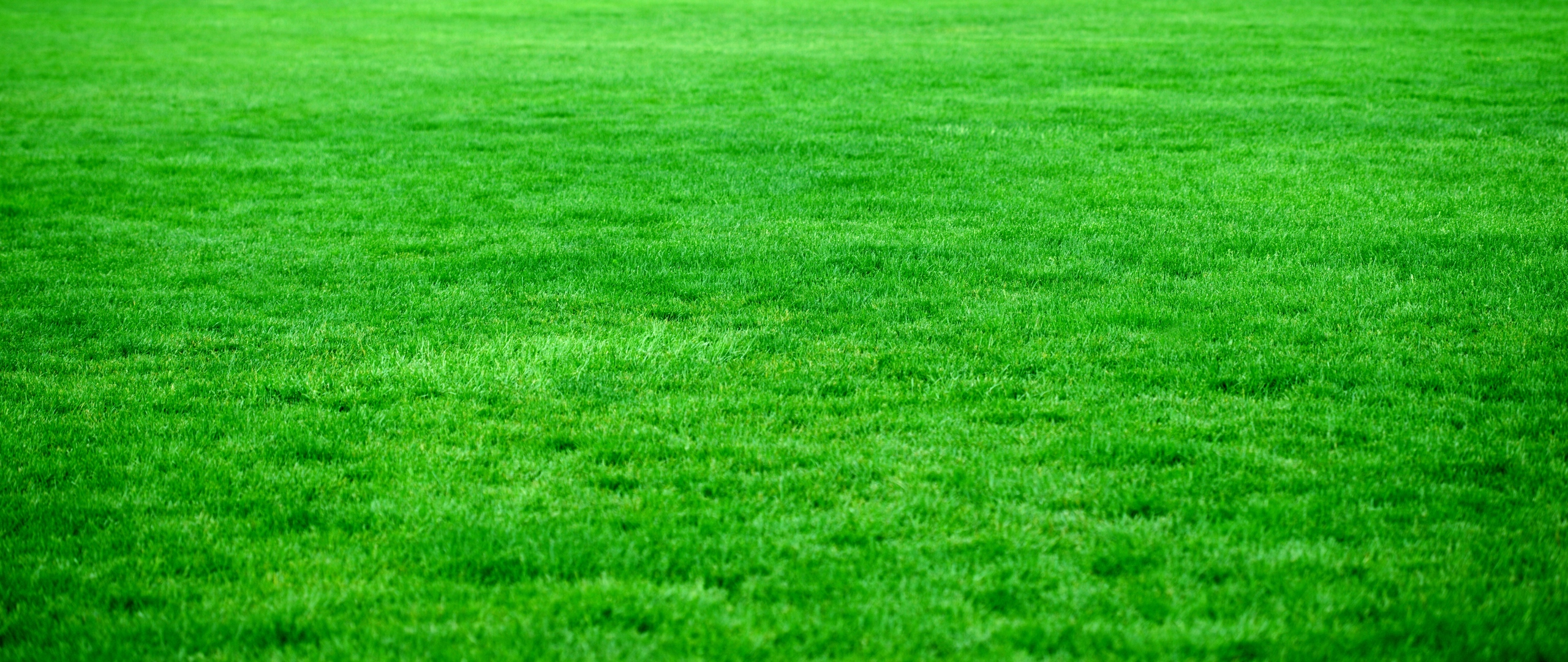 Wallpaper Grass, Lawn, Green, Bright - Green Grass Hd , HD Wallpaper & Backgrounds