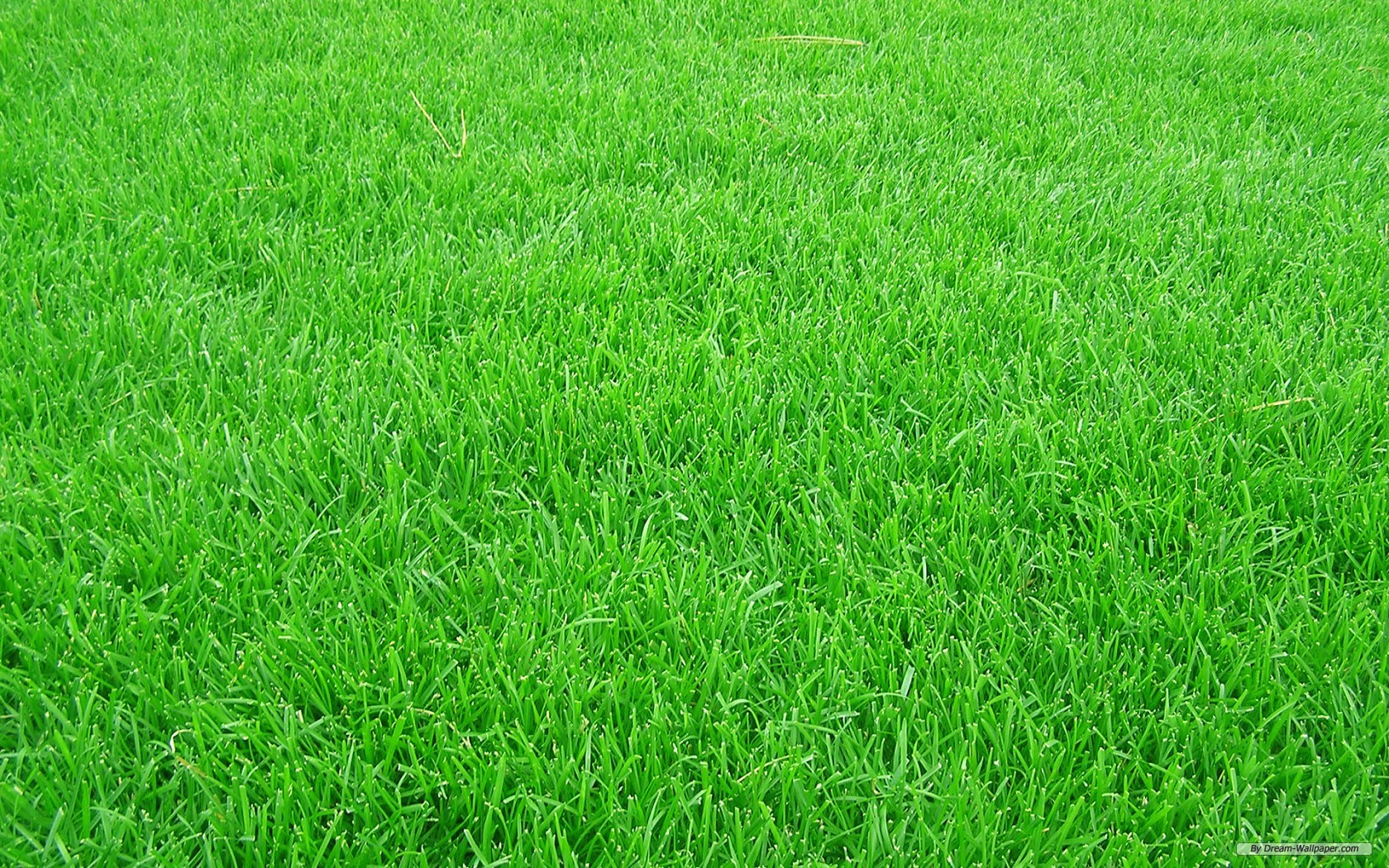 Grass Texture - Grass Background , HD Wallpaper & Backgrounds