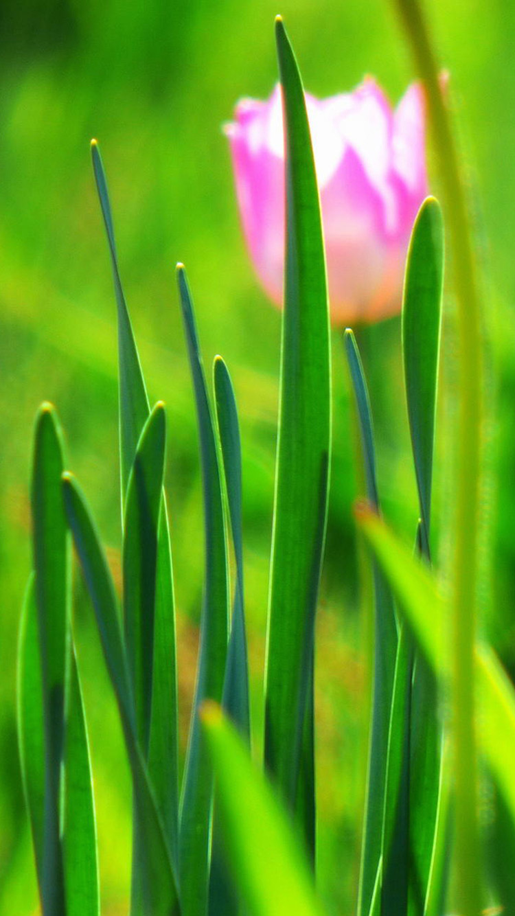 Grass Iphone Wallpaper - Grass Wallpaper Hd Iphone , HD Wallpaper & Backgrounds