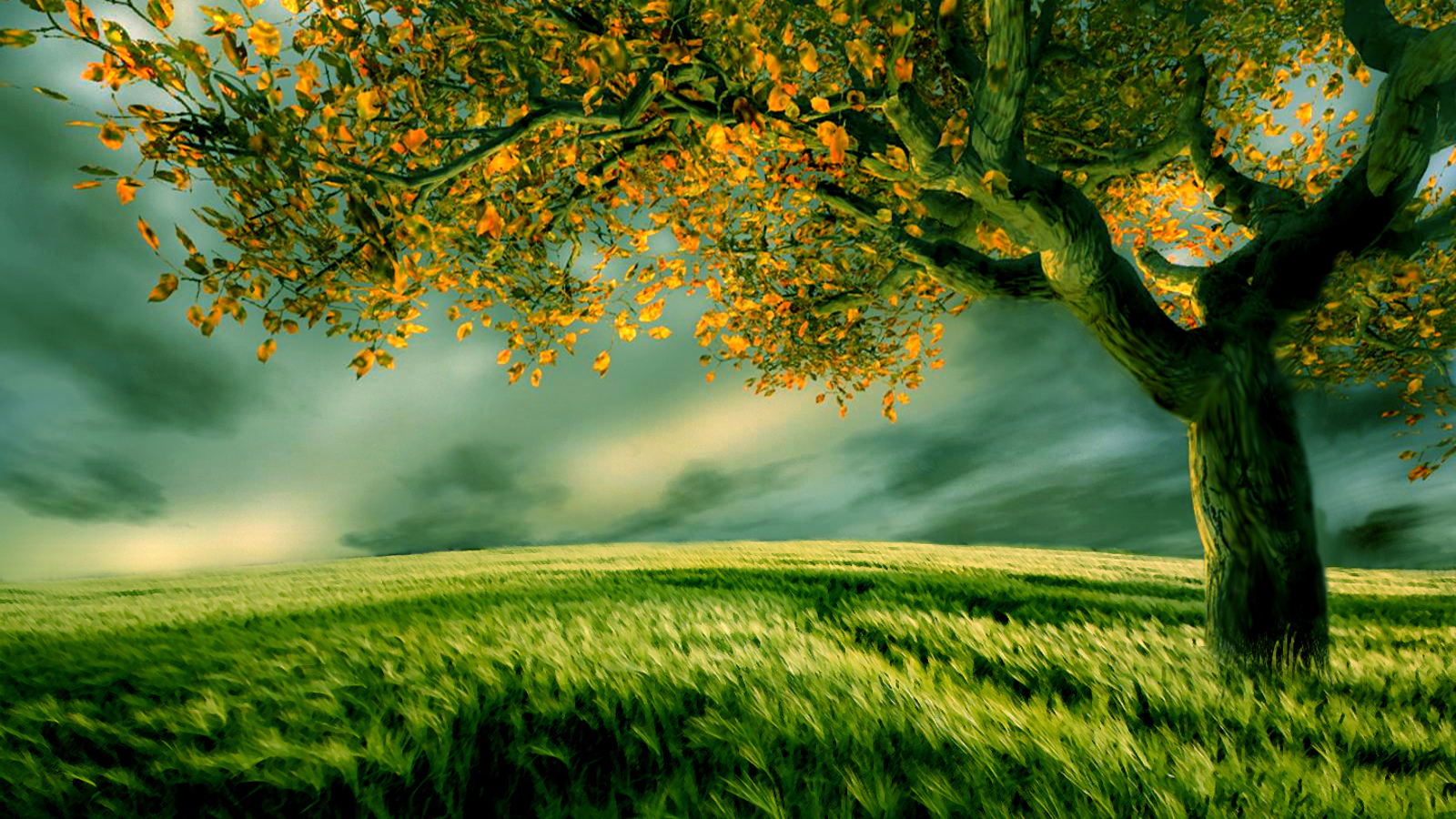 Back To Galleries - Tree Hd Photo Download , HD Wallpaper & Backgrounds