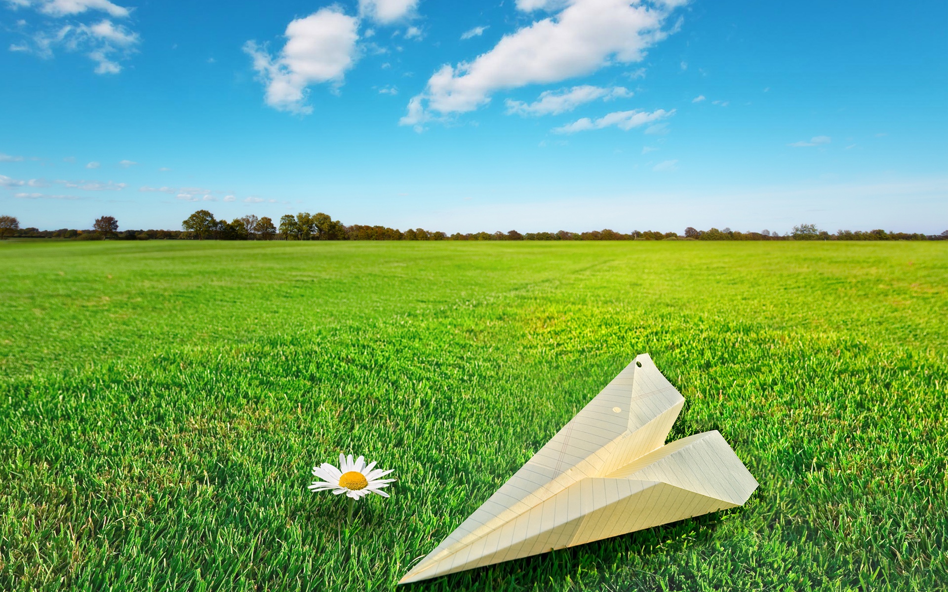 Paper Rocket Flower On Green Grass - Natural Beauty , HD Wallpaper & Backgrounds