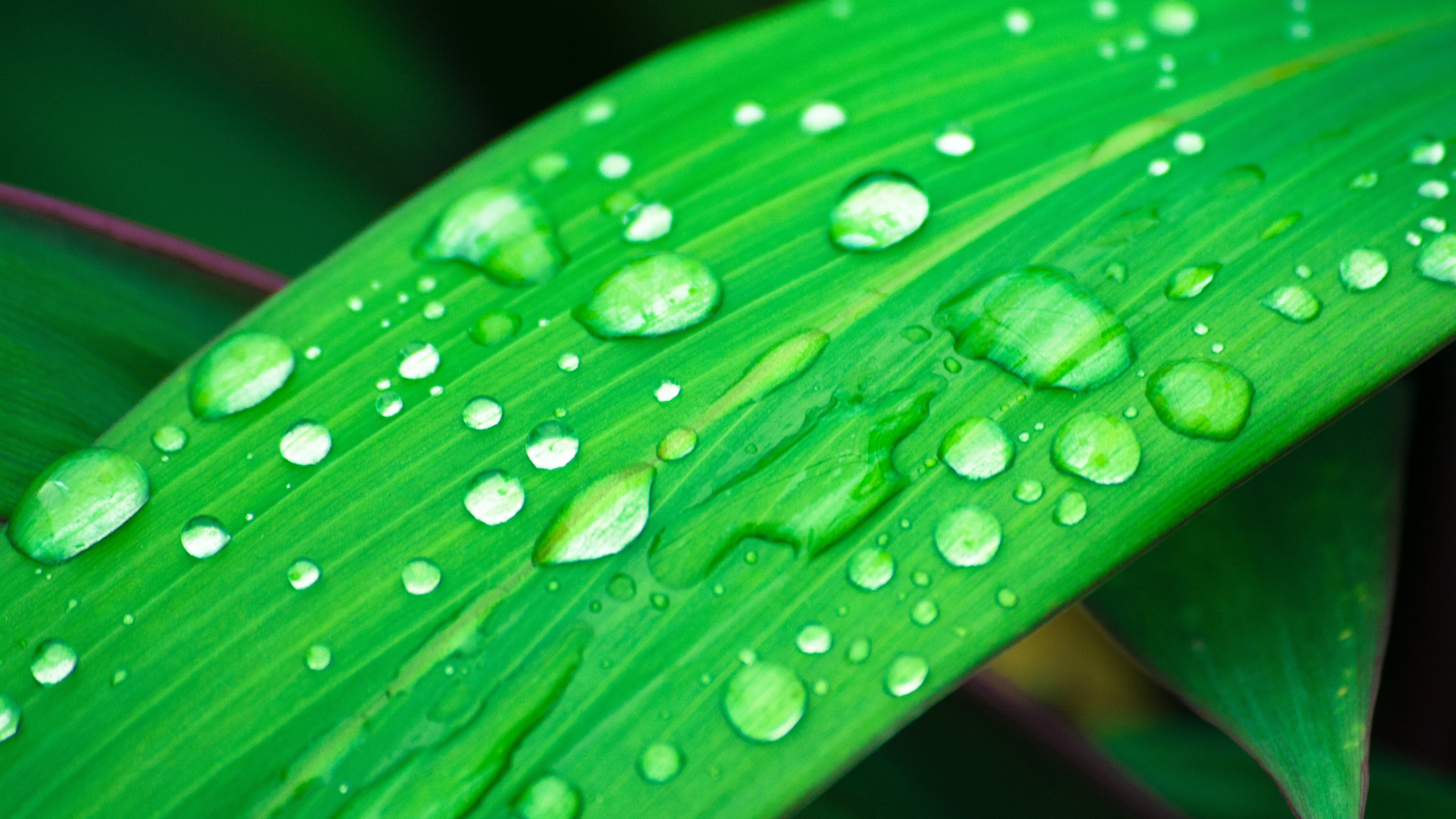 Grass In Rain - Water Droplet On Leaf , HD Wallpaper & Backgrounds