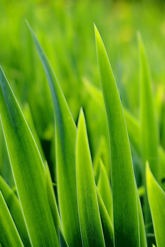 Green Grass Iphone 4s Wallpaper Download , HD Wallpaper & Backgrounds
