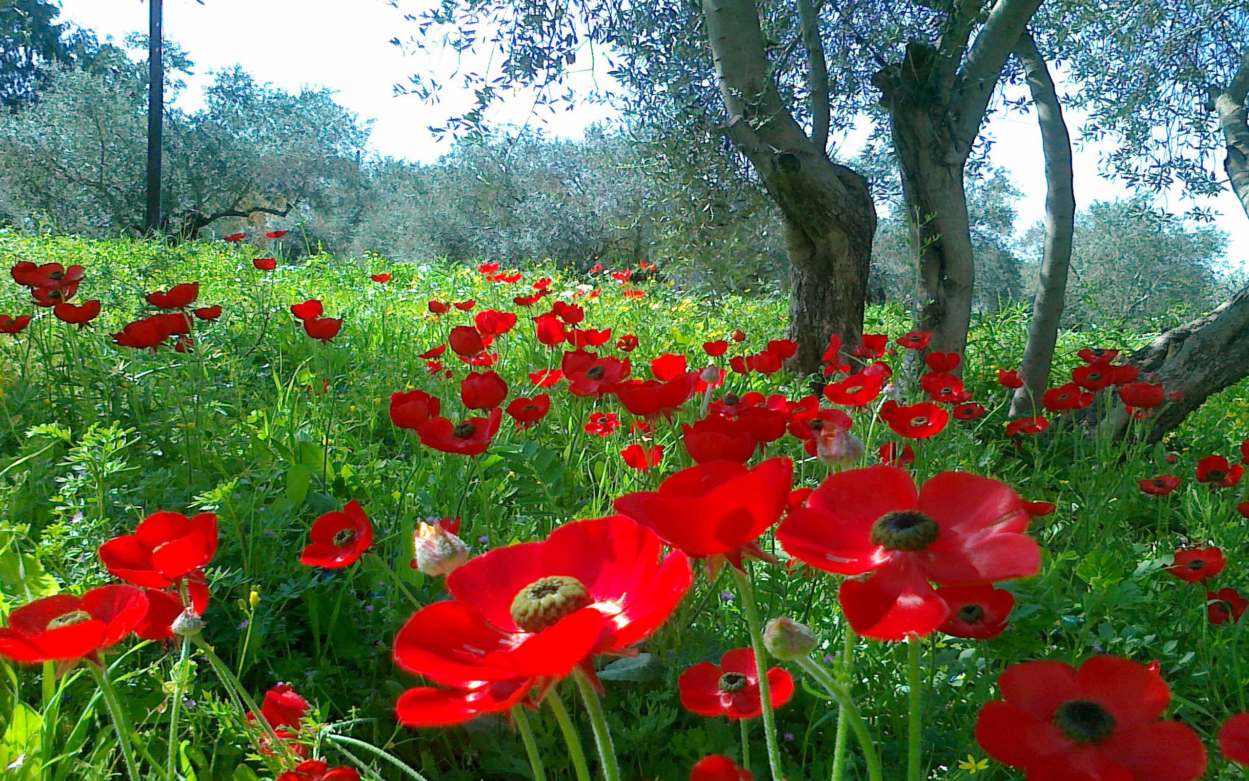 Beautiful Natural Meadow With Red Poppies Willow Green - Natural Beauty Of Nature , HD Wallpaper & Backgrounds