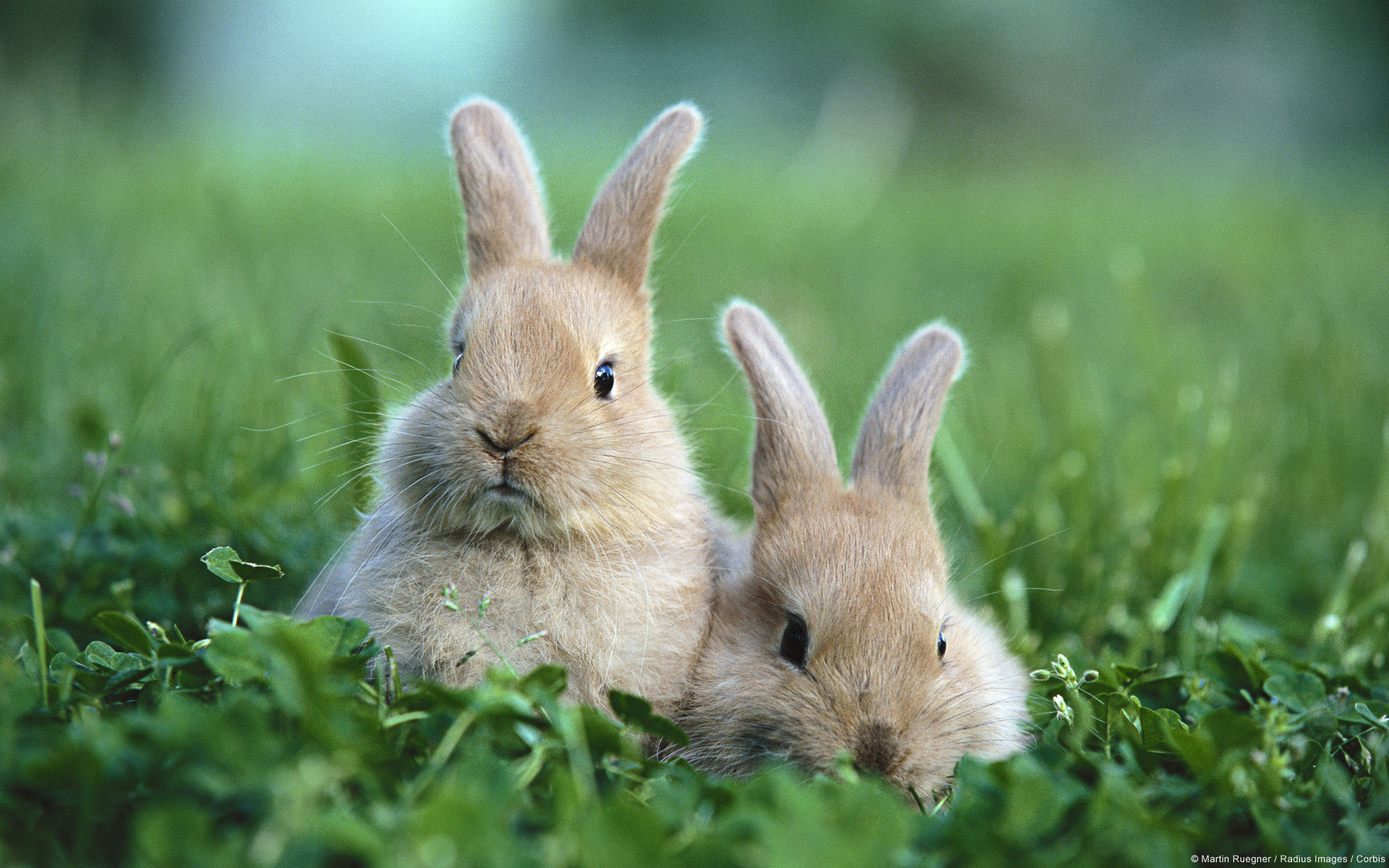 Get It Now - Cute Bunnies In Grass , HD Wallpaper & Backgrounds