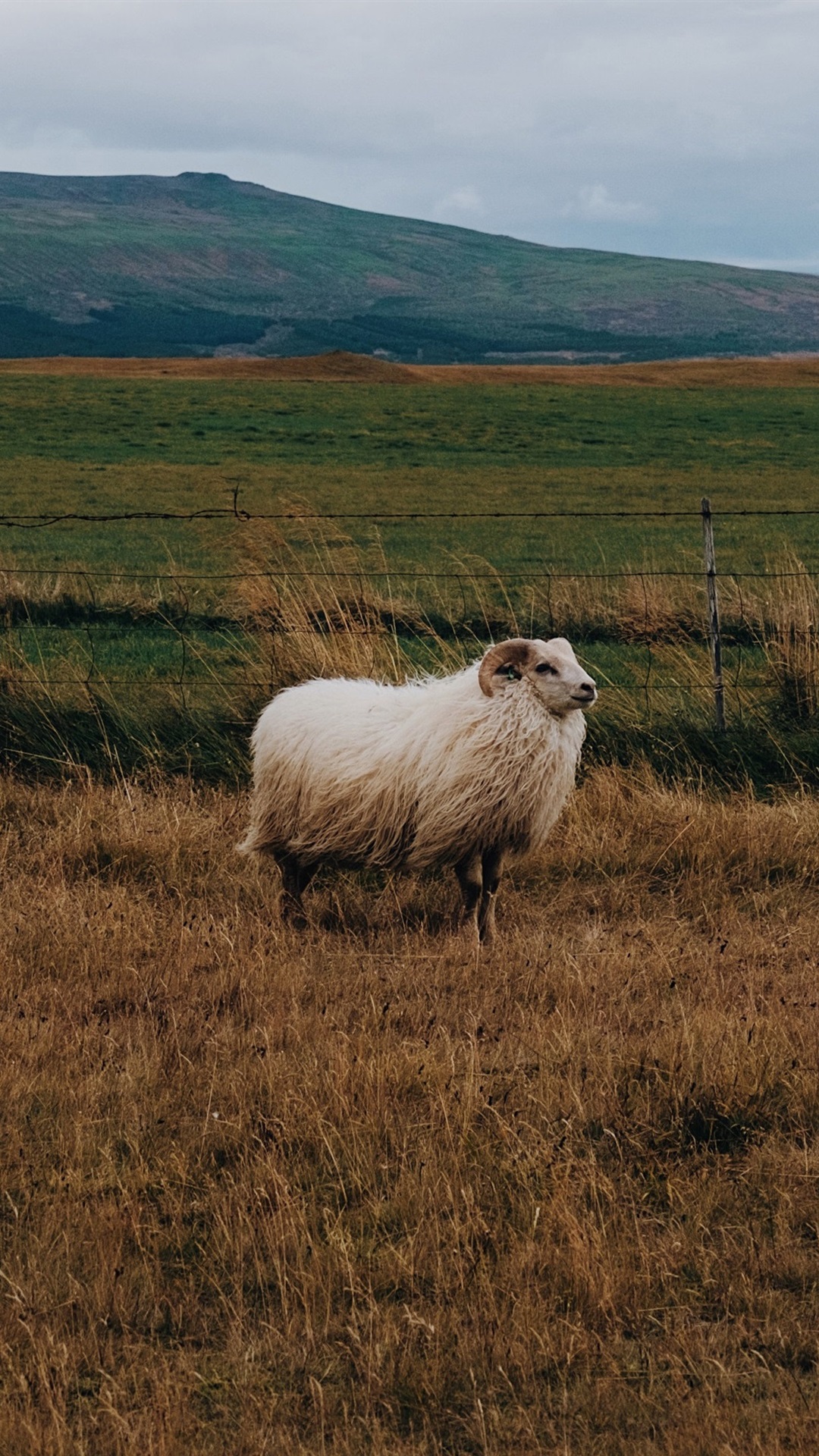 Sheep , HD Wallpaper & Backgrounds