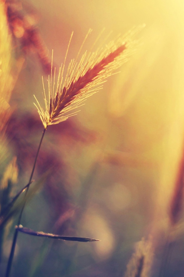 The Grass At Sunset - Want Summer To Last Forever , HD Wallpaper & Backgrounds