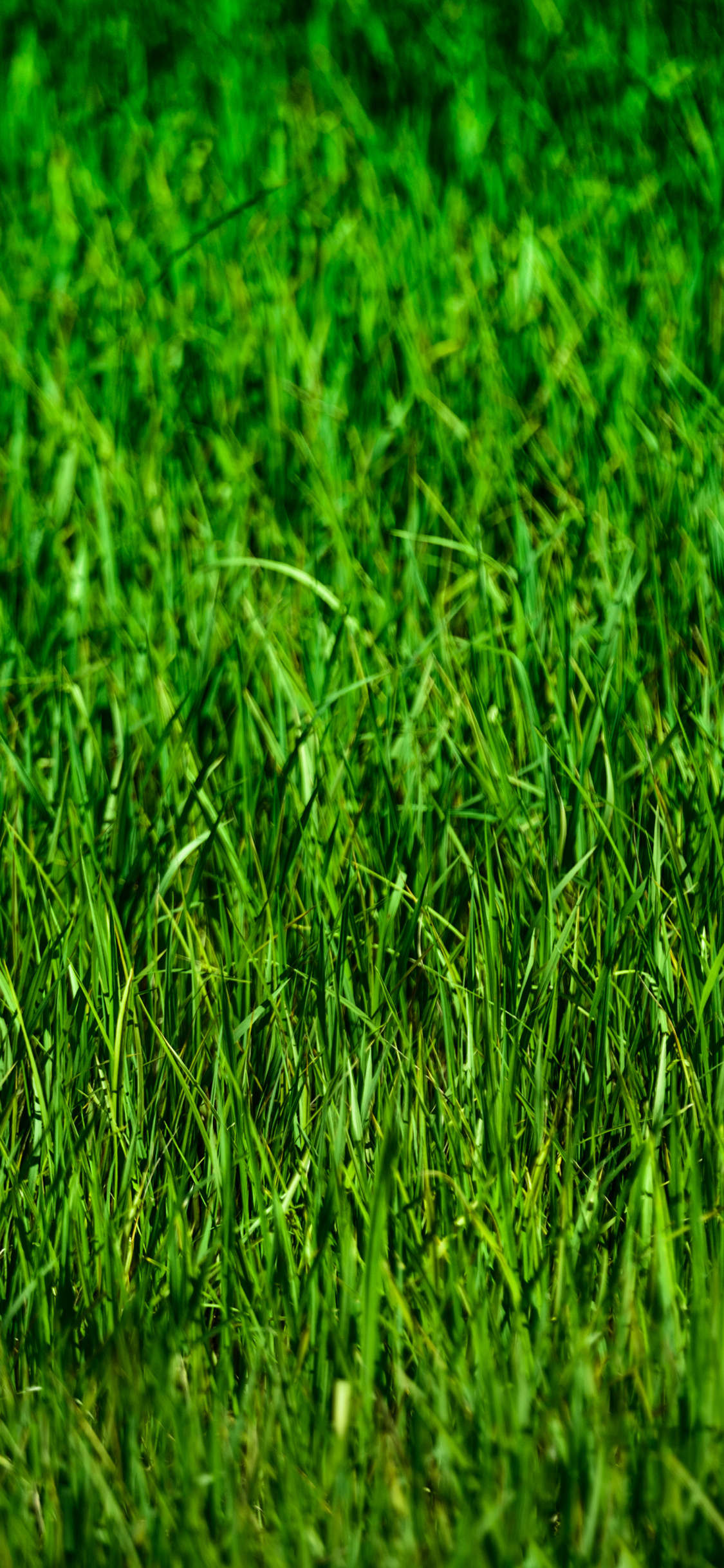 Grass, Vector Graphics, Wheatgrass, Field, Factory - Vector Graphics , HD Wallpaper & Backgrounds