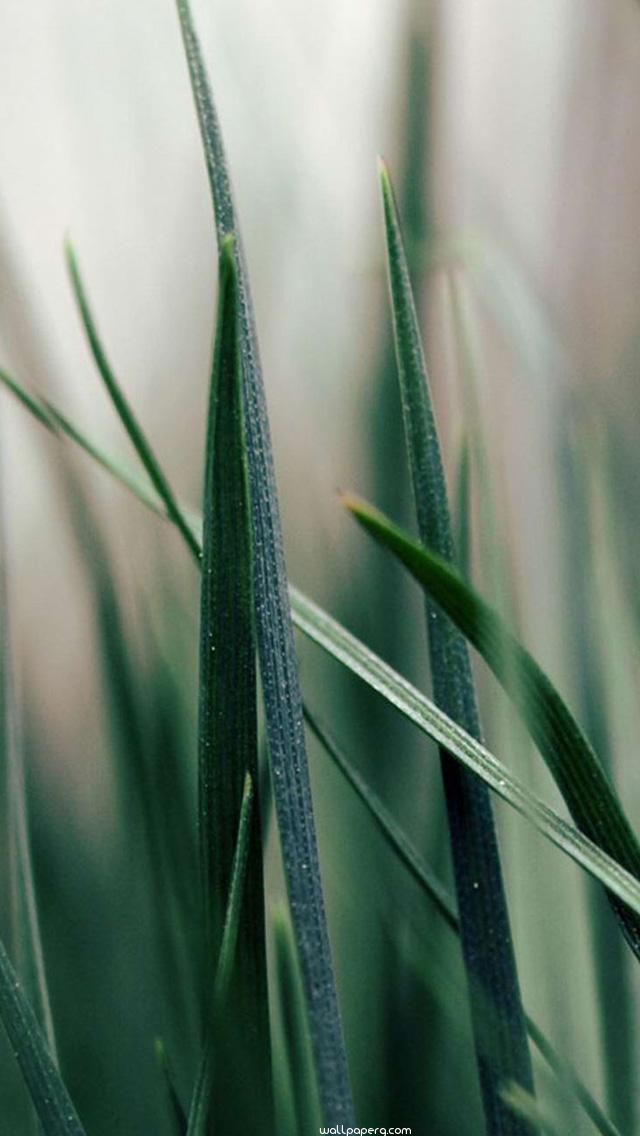 Download Green Grass Iphone 5 Wallpaper - Iphone Wallpaper Green Plants , HD Wallpaper & Backgrounds