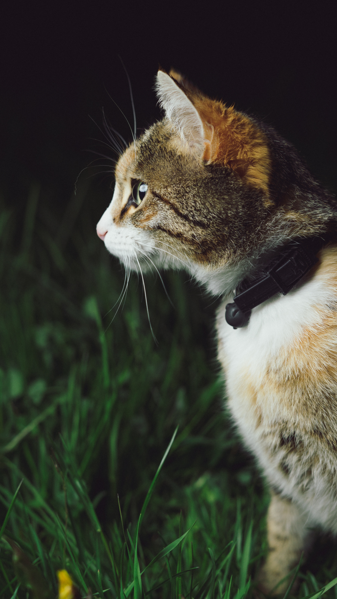 Cat In Green Grass Iphone Wallpaper - Best Cat Collar , HD Wallpaper & Backgrounds