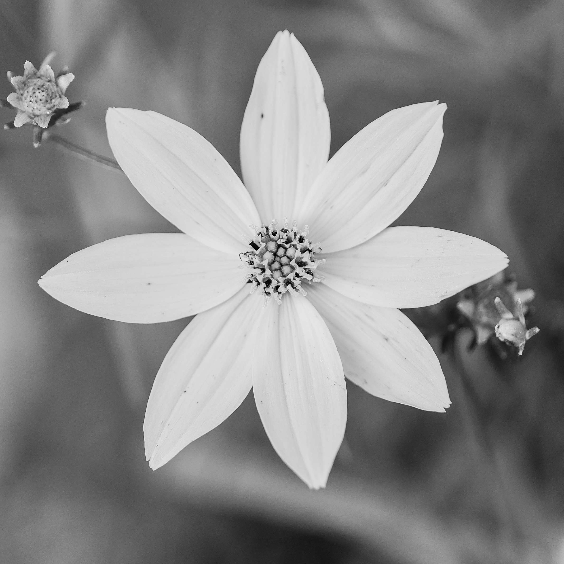 Beautiful, Beautiful Flowers, Black And White, Closeup, - White 8 Pointed Star , HD Wallpaper & Backgrounds