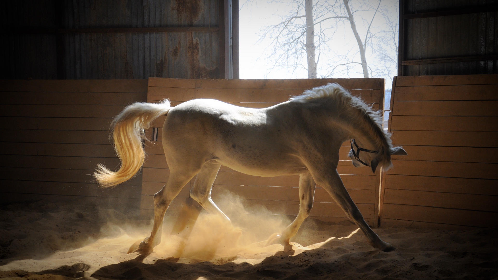 Wallpaper Horse, Stables, Dust, Color - Dust Horse , HD Wallpaper & Backgrounds