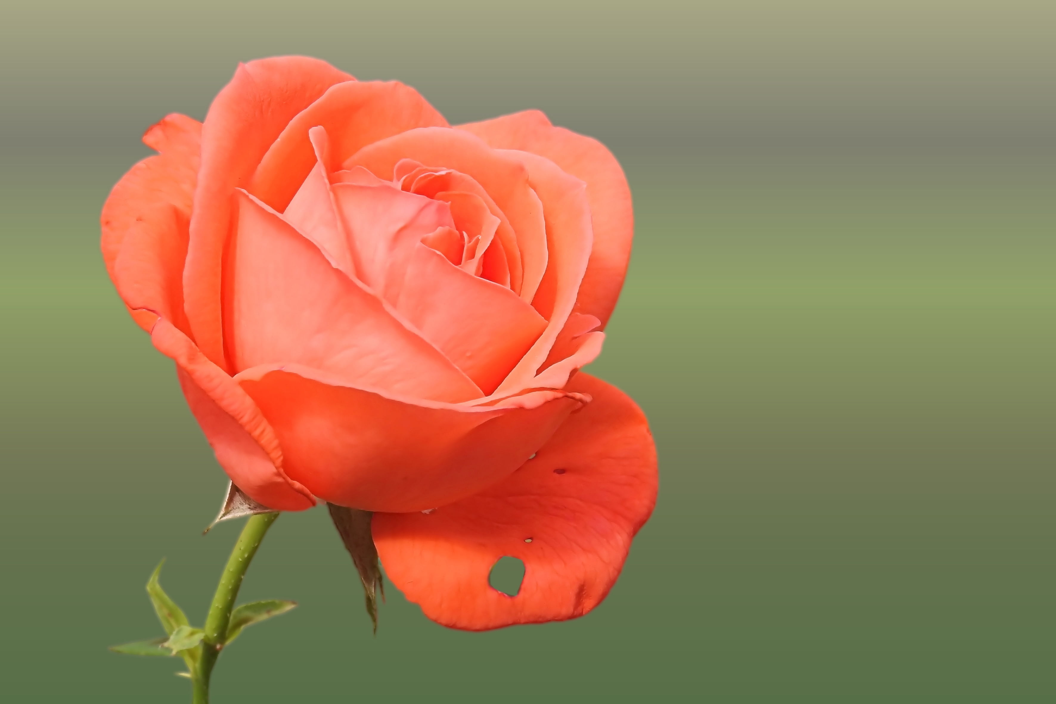 Selective Focus Photo Of Pink Petaled Rose Hd Wallpaper - We Call A Rose By Any Other Name Would Smell As Sweet , HD Wallpaper & Backgrounds