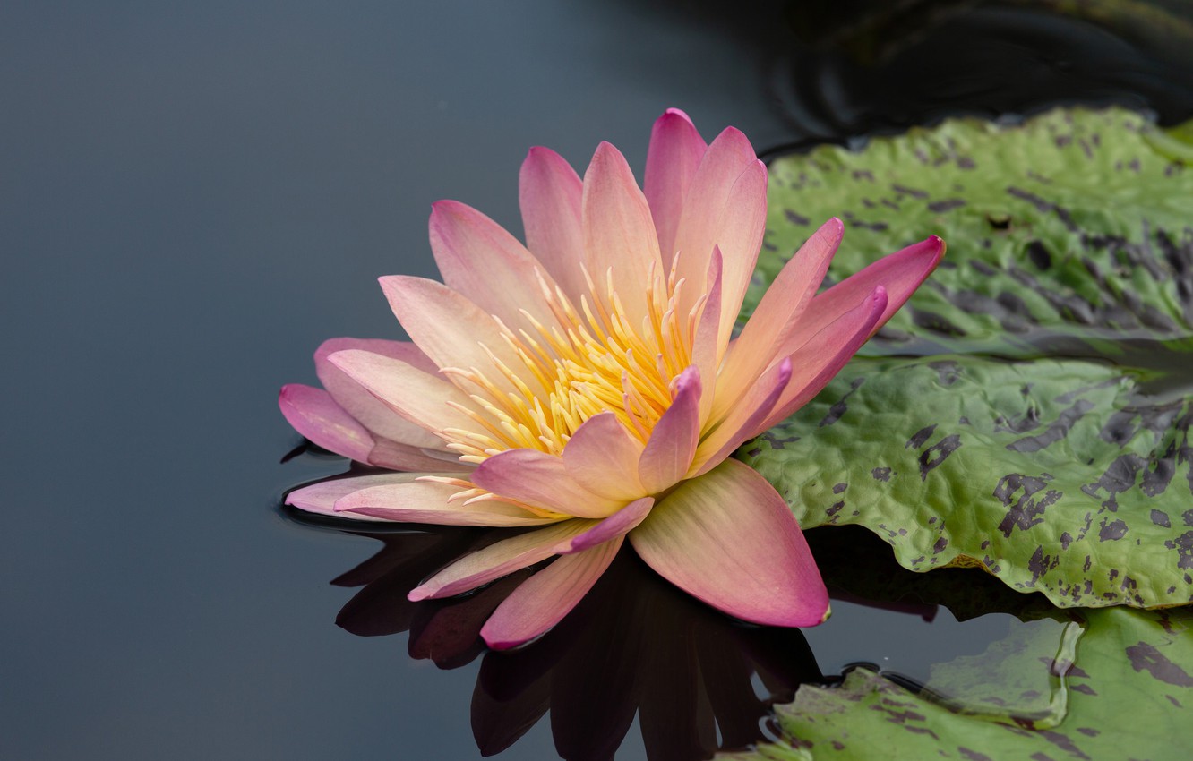 Photo Wallpaper Flower, Leaves, Macro, Lake, Pond, - Sacred Lotus , HD Wallpaper & Backgrounds
