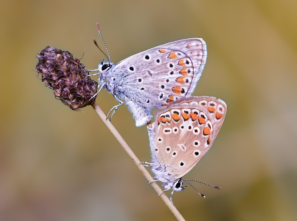 Kelebek Butterfly Macro Böcek Wallpaper - Common Blue , HD Wallpaper & Backgrounds