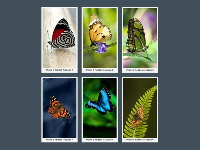 Iphone 5 Kelebek Wallpaper - Butterfly In Flight , HD Wallpaper & Backgrounds