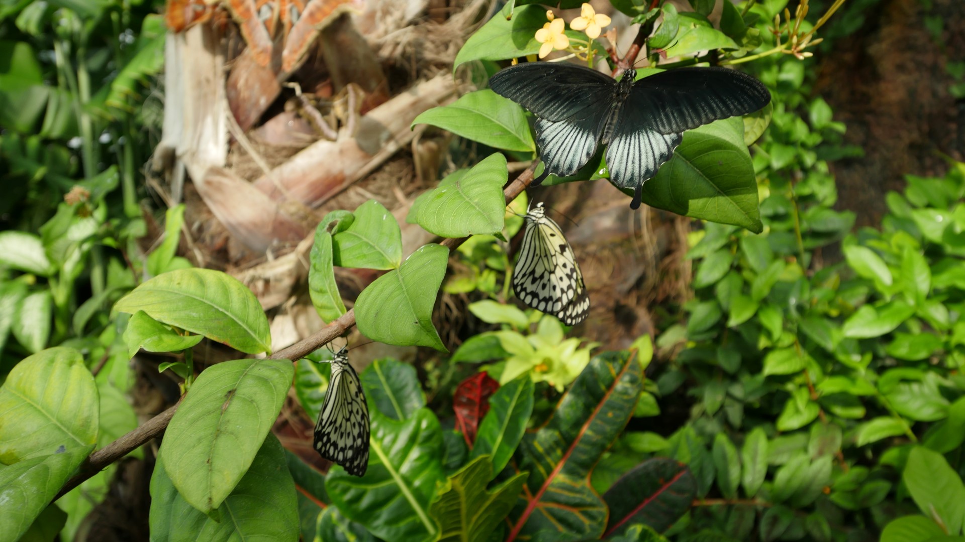 Avrupa'nın En Büyük Kelebek Uçuş Alanına Sahip Olan - Brush-footed Butterfly , HD Wallpaper & Backgrounds
