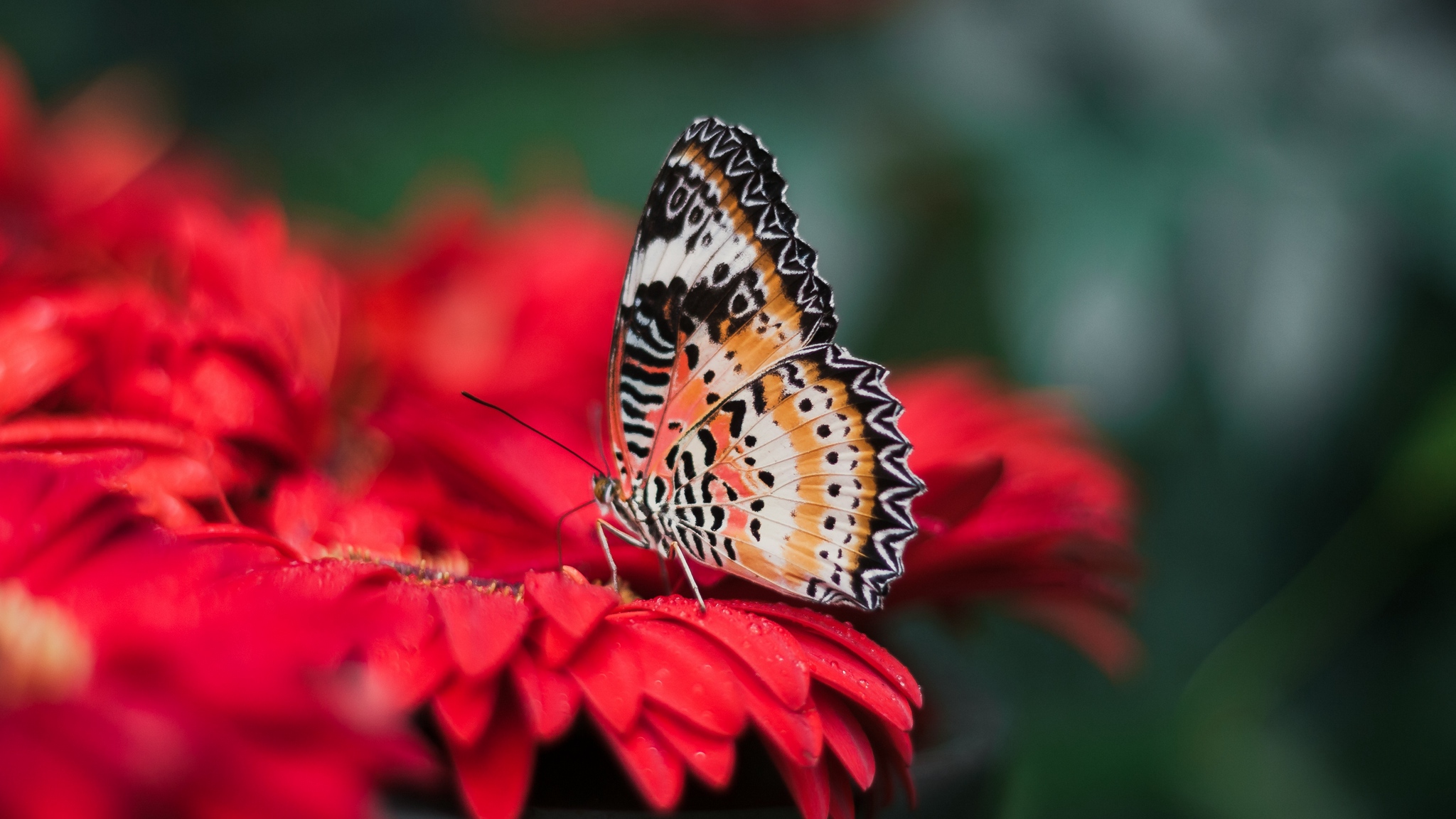 Download Wallpaper - Penang Butterfly Farm , HD Wallpaper & Backgrounds