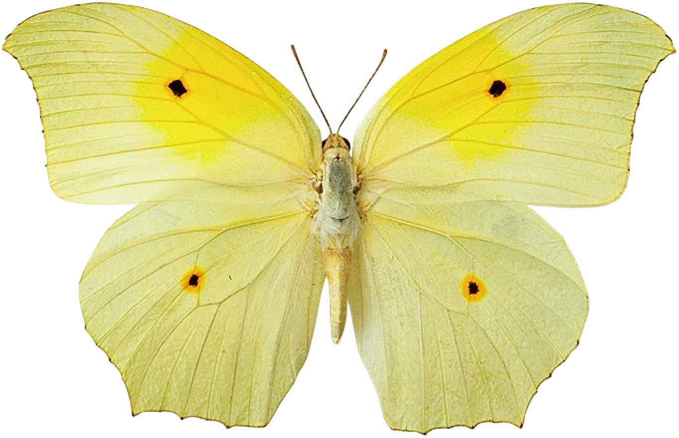 Wallpaper Collection For Your Computer And Mobile Phones - Yellow Butterfly No Background , HD Wallpaper & Backgrounds