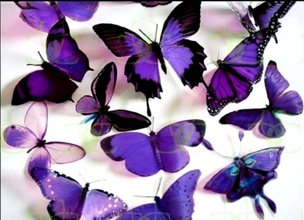Free Purple Butterfly Full Hd Wallpapers Download - Most Beautiful Butterflies In The World Purple , HD Wallpaper & Backgrounds
