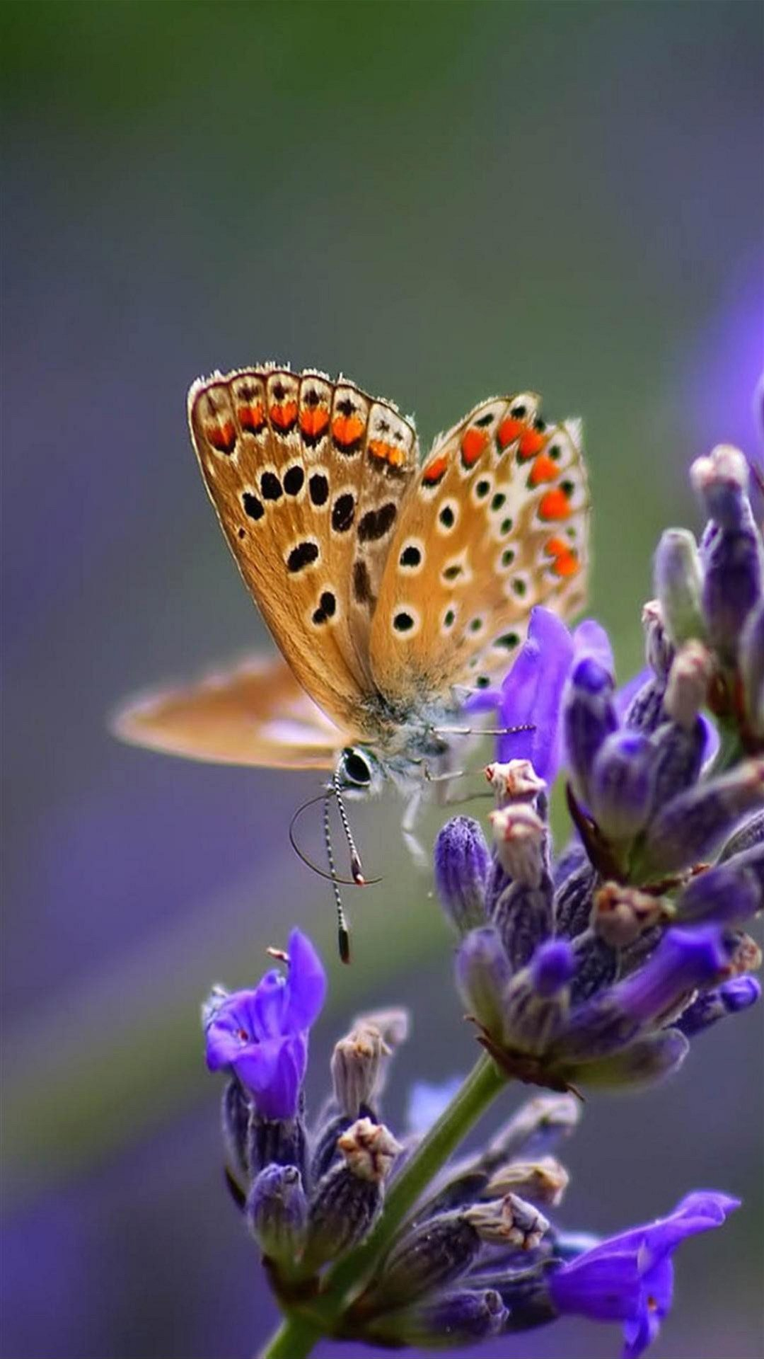 Download <== - Full Hd Wallpaper Butterfly , HD Wallpaper & Backgrounds