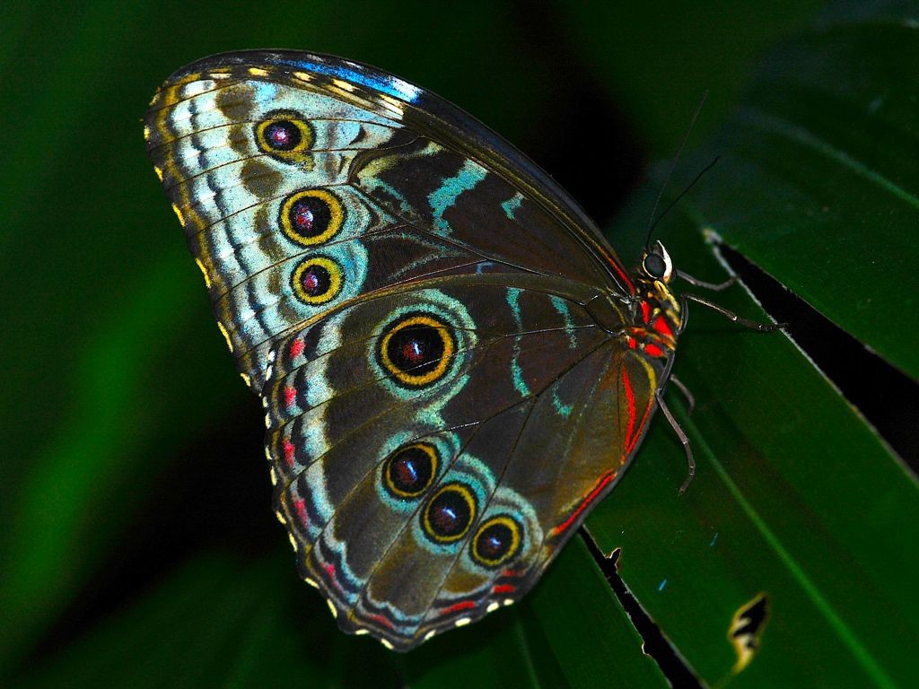 Beautiful Butterfly Download Hd Wallpaper - Brush-footed Butterfly , HD Wallpaper & Backgrounds