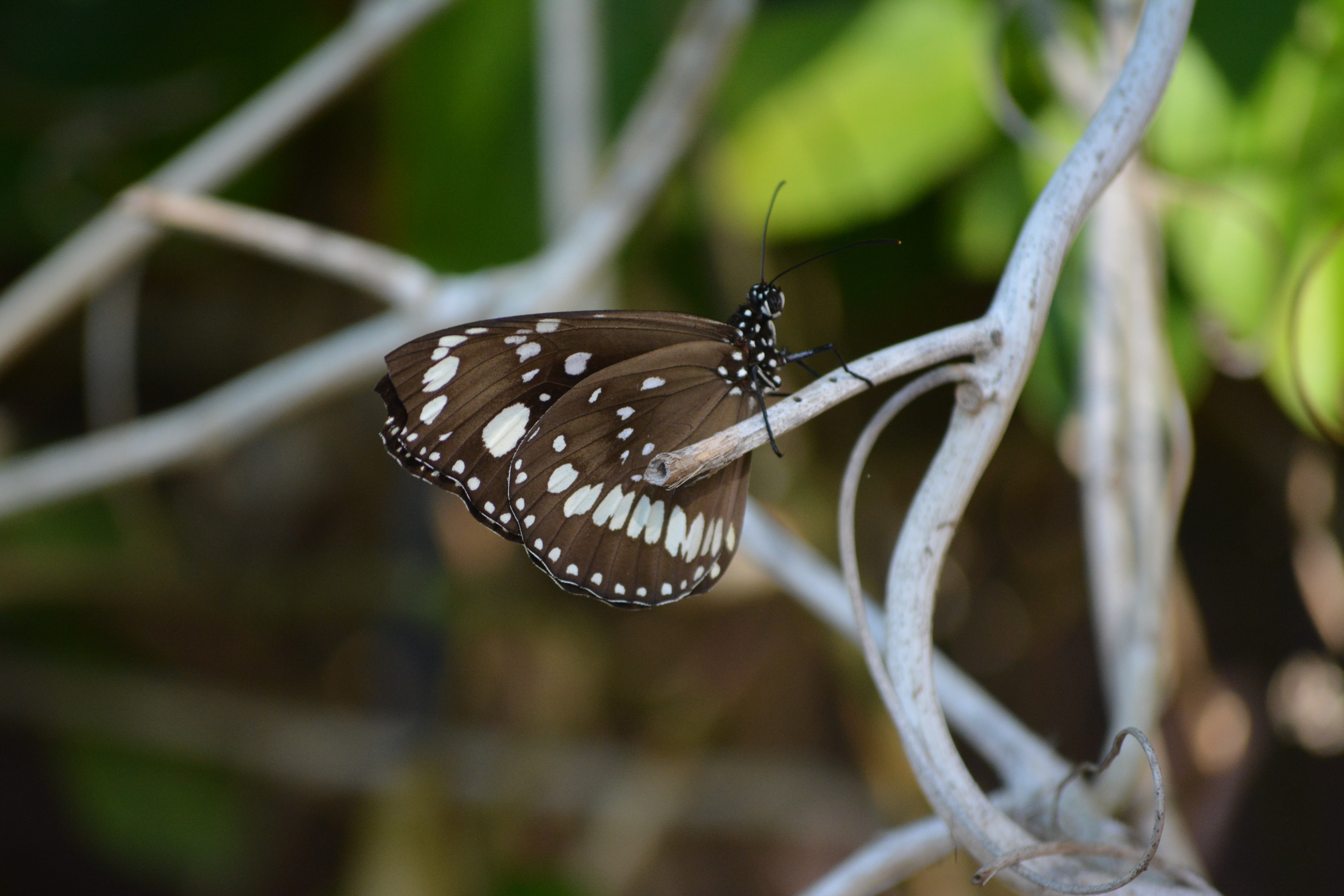 Photography Nature Garden Butterfly Photos Pictures - Limenitis Camilla , HD Wallpaper & Backgrounds