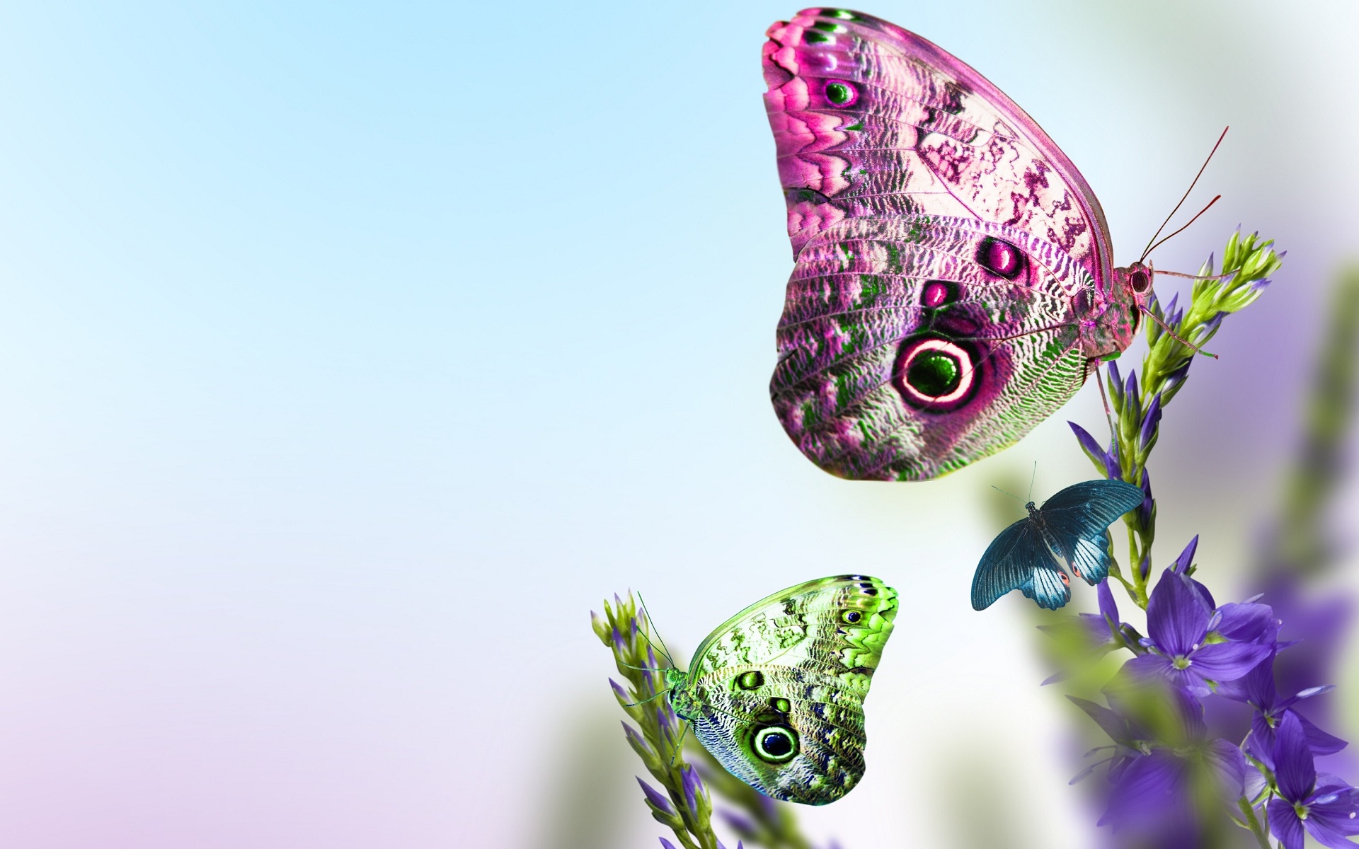 New Butterfly Wallpaper - New Wallpapers Butterfly , HD Wallpaper & Backgrounds