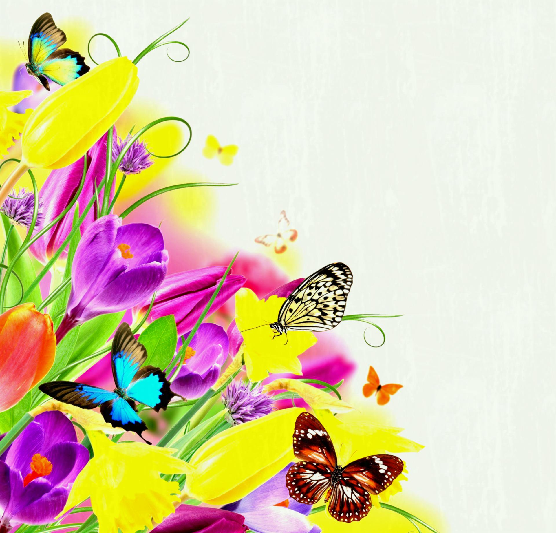 Butterfly Wallpaper Download - Wallpaper , HD Wallpaper & Backgrounds