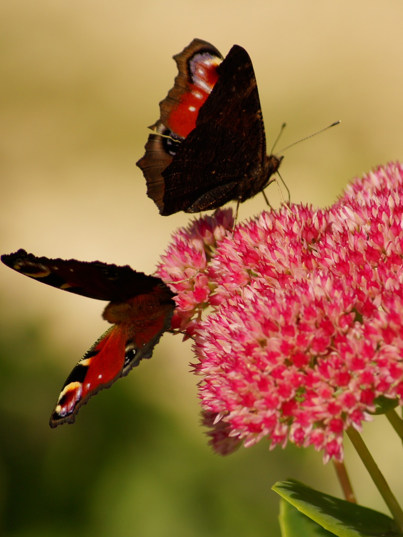 Download Pink Butterfly Hd Wallpaper, Pink Butterfly - Kupu Kupu Pasangan , HD Wallpaper & Backgrounds