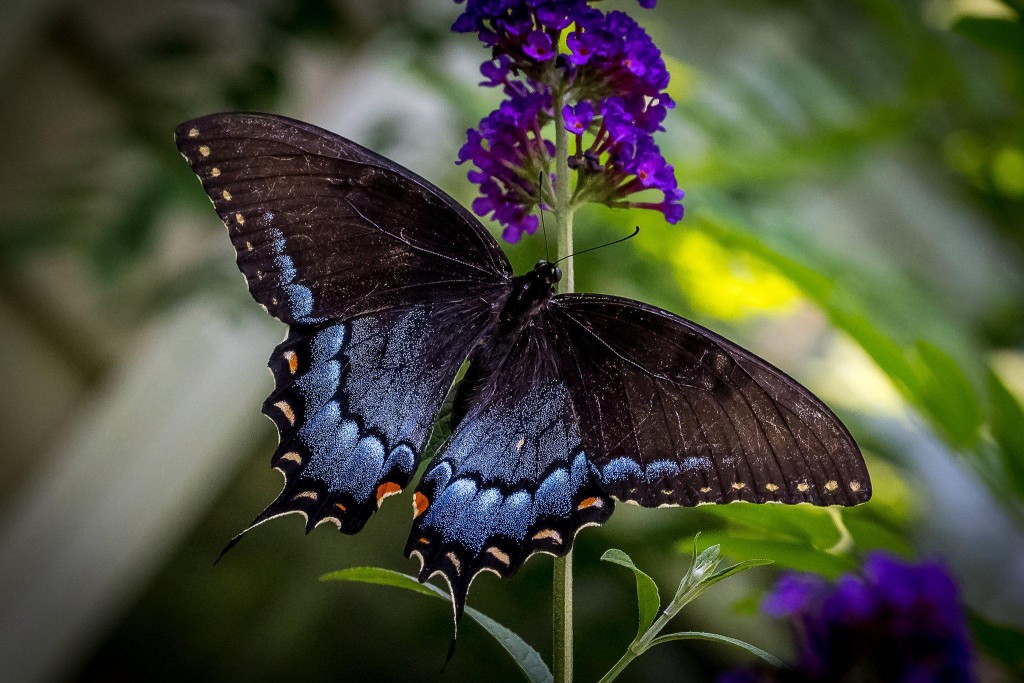 Butterfly Wallpapers Hd - High Quality Butterfly Nature , HD Wallpaper & Backgrounds