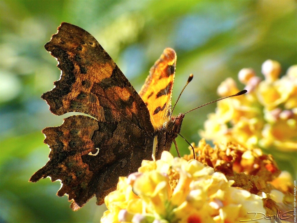 Lacewing Black Brown Butterfly Flowers Yellow Beautiful - Papillon Robert Le Diable , HD Wallpaper & Backgrounds