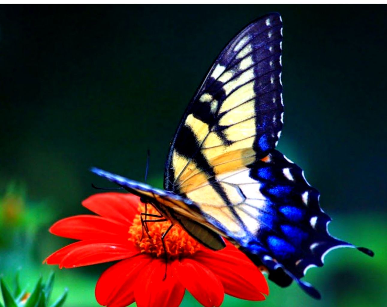 55 Colorful 【butterfly】hd Free Images Wallpapers Download - Cool Pictures Of Butterflies , HD Wallpaper & Backgrounds