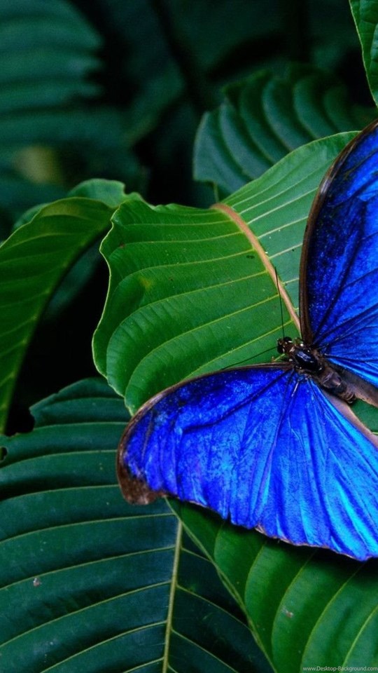 Android Hd - Nature And Butterfly Hd , HD Wallpaper & Backgrounds