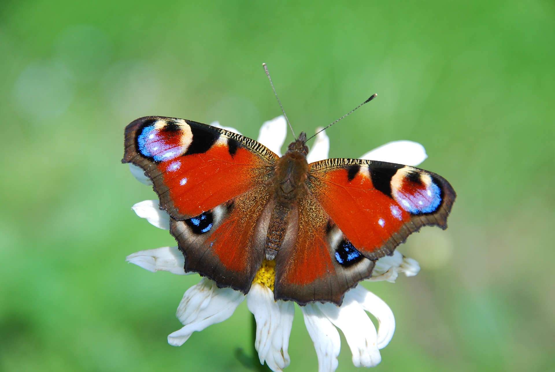 Red Butterfly Hd Background - Peacock Butterfly , HD Wallpaper & Backgrounds