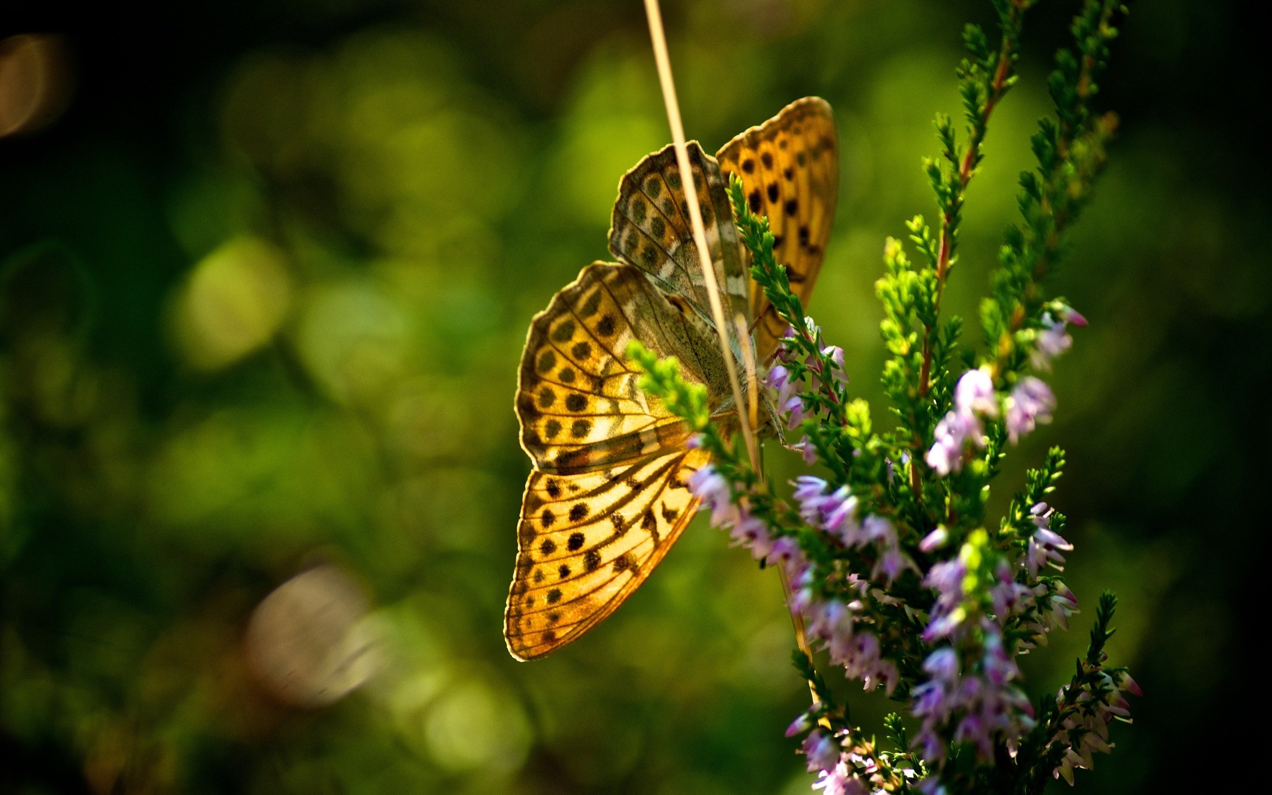 Hd Butterfly Wallpaper Free Download - Lepidoptera , HD Wallpaper & Backgrounds