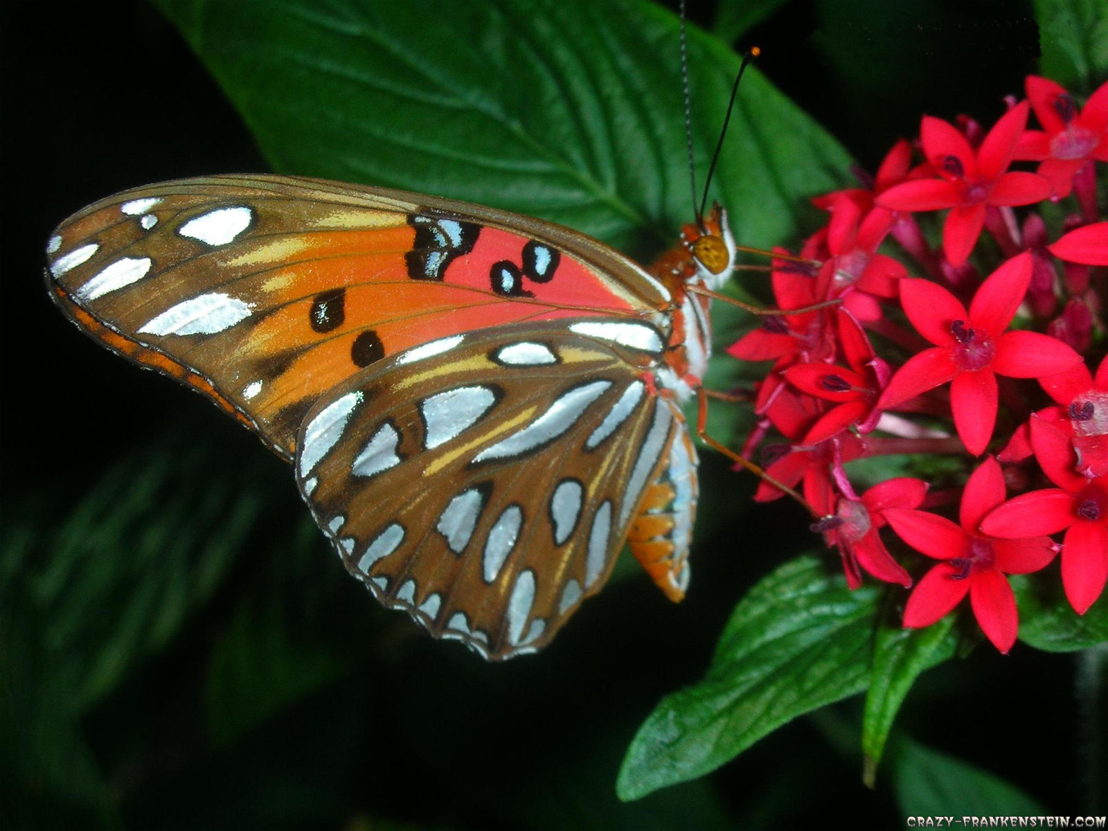 Leaves Nature Redflower Resting 3d Butterfly Wallpaper - Butterfly , HD Wallpaper & Backgrounds