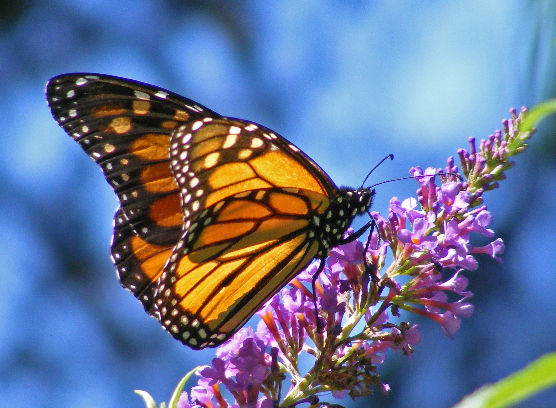 Butterfly Pics - Beautiful Butterfly On Flower , HD Wallpaper & Backgrounds