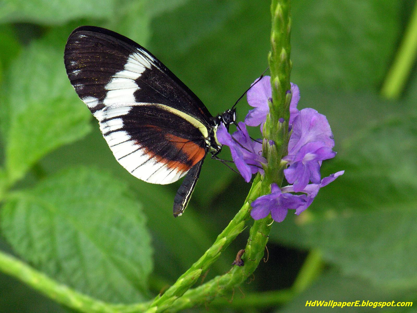 Butterfly Hd Wallpapers 2013 Free Download - Pieridae , HD Wallpaper & Backgrounds