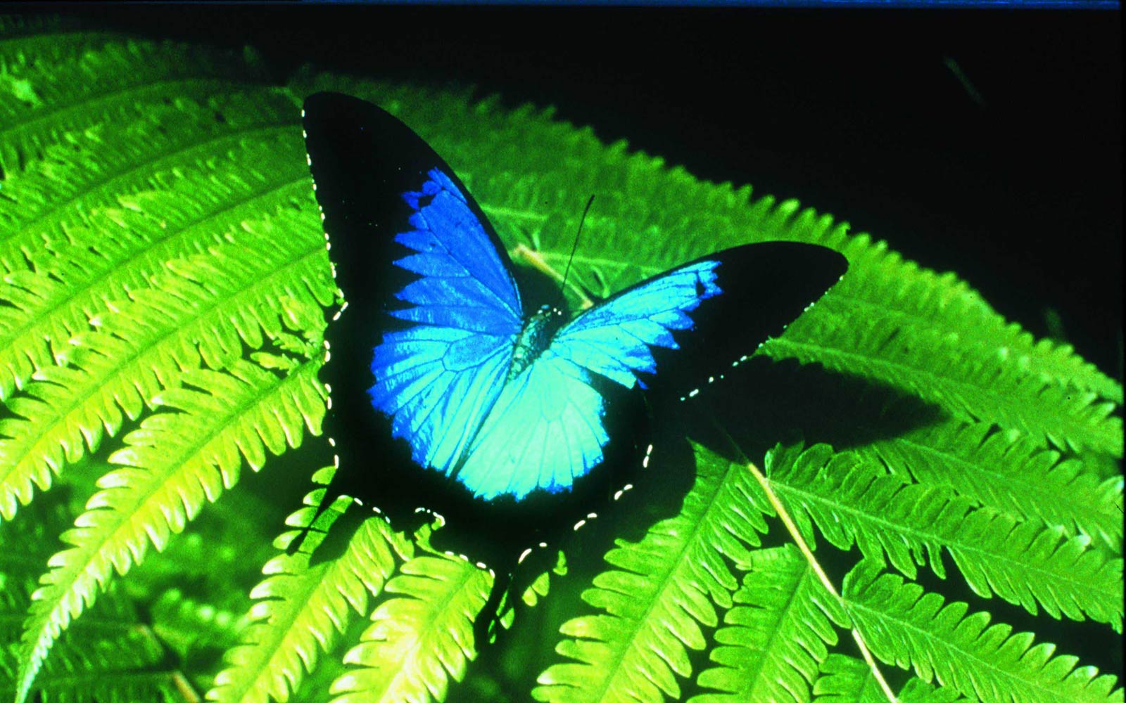 Australia Butterfly , HD Wallpaper & Backgrounds