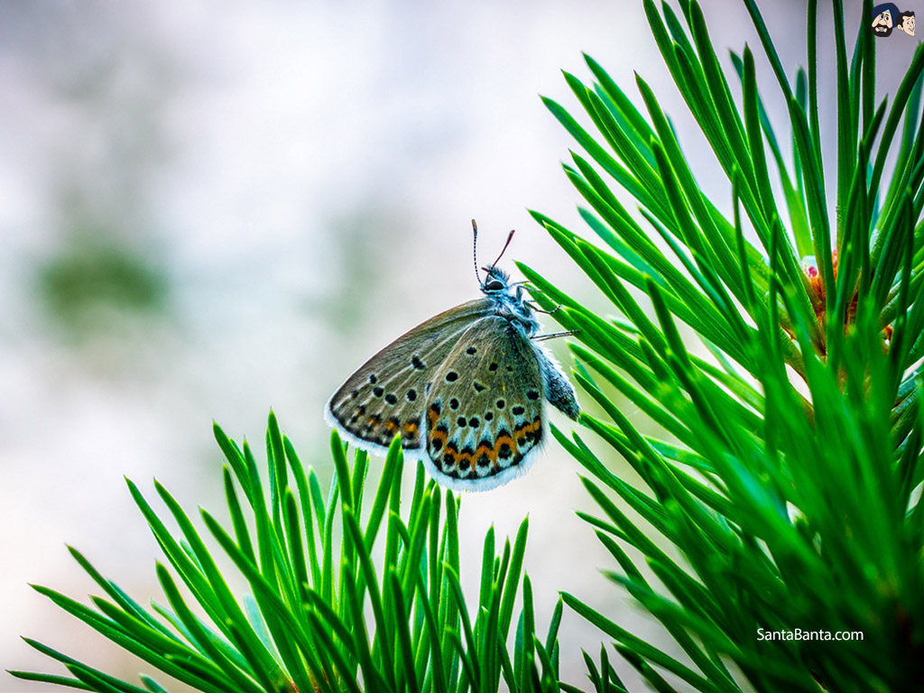 Butterfly Wallpaper - Butterfly , HD Wallpaper & Backgrounds