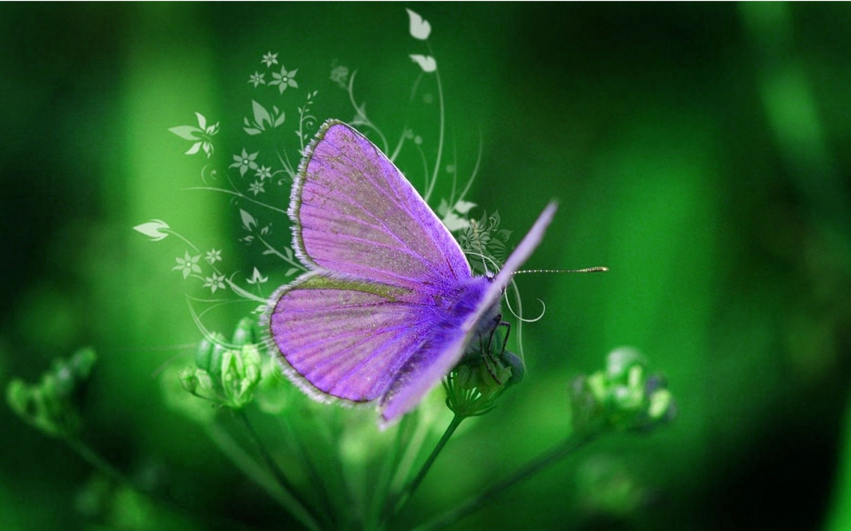 Purple Butterfly Desktop Wallpaper Purple Butterfly - Flower And Butterfly Image Download , HD Wallpaper & Backgrounds