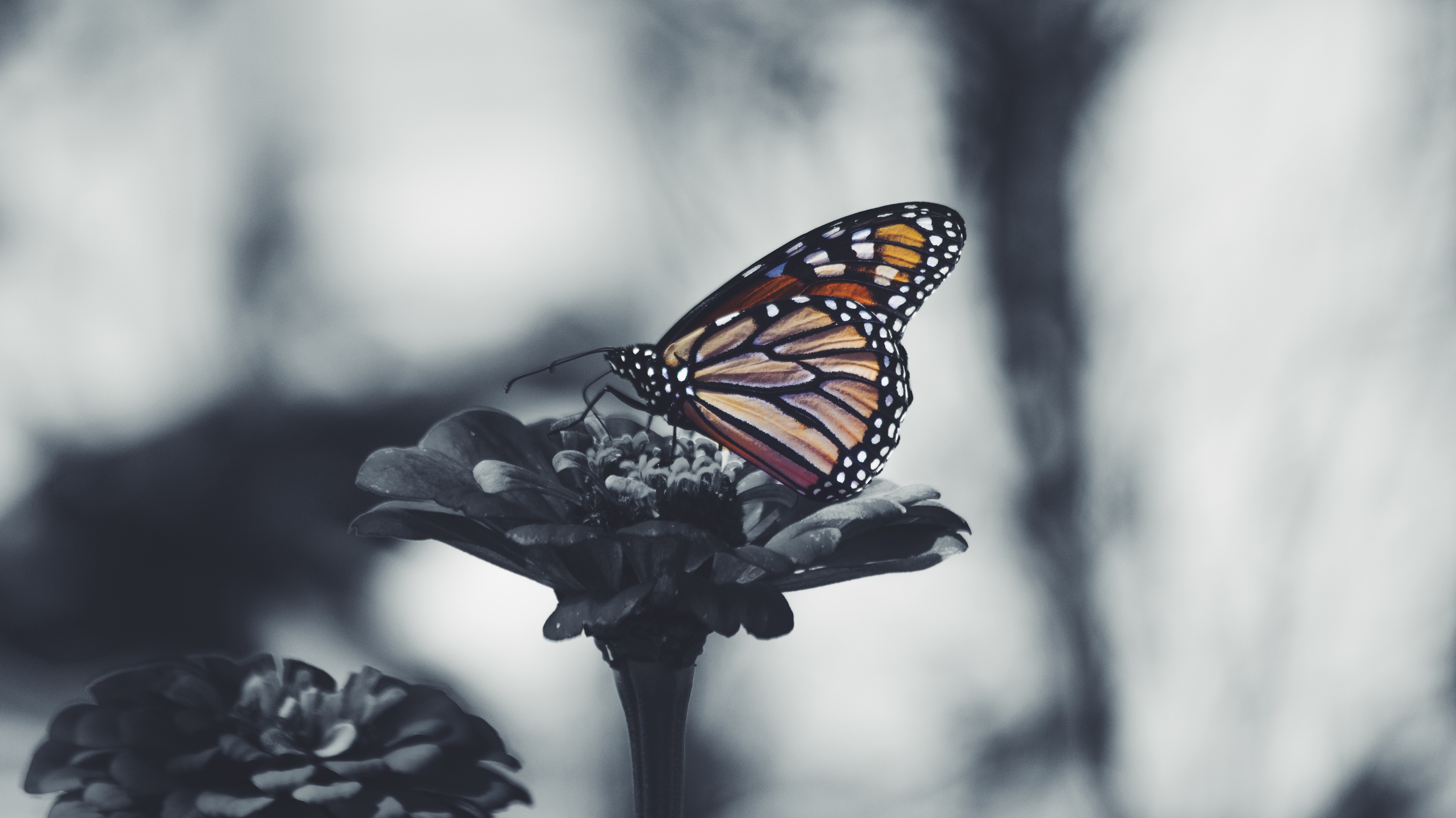 Butterfly 5k Black And White Desktop Background Wallpaper - Butterflies Depression , HD Wallpaper & Backgrounds