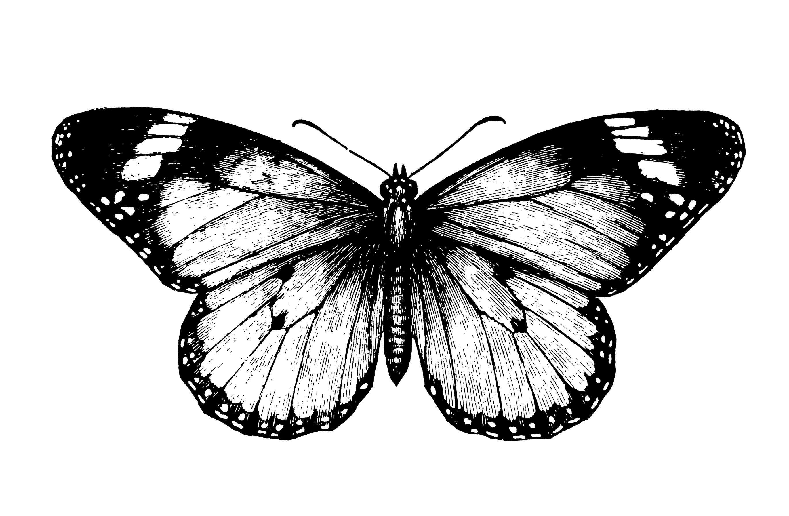 Black N White Butterfly Black And White Butterfly Hd Wallpaper Backgrounds Download