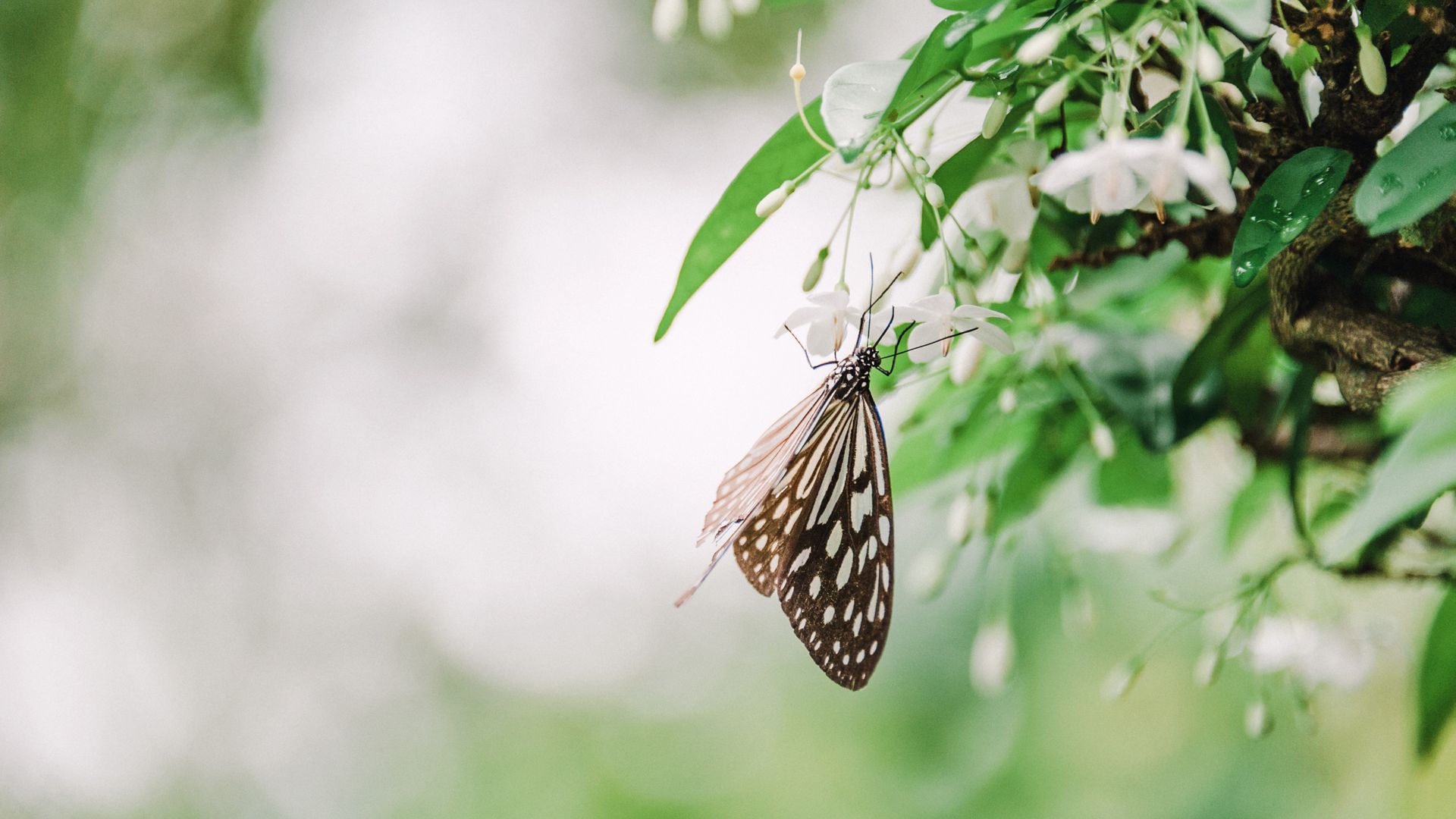 Butterfly On White Flowers Blurred Background - Whatsapp Good Morning Quotes , HD Wallpaper & Backgrounds