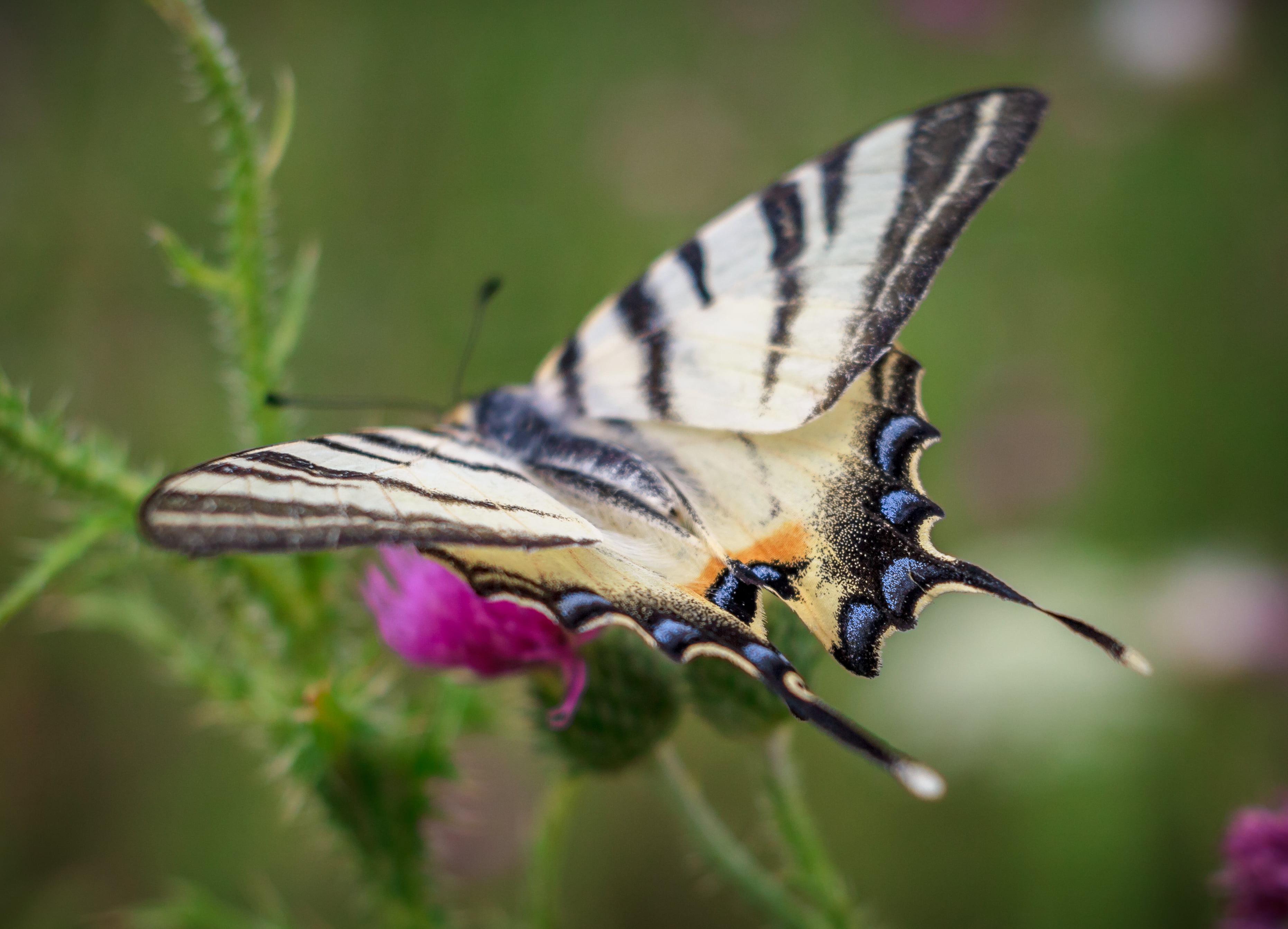 Black And White Butterfly Hd Wallpaper - Papilio Machaon , HD Wallpaper & Backgrounds