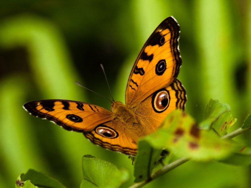 Orange And Black Butterfly Wallpaper - Iphone June Wallpaper 2019 , HD Wallpaper & Backgrounds